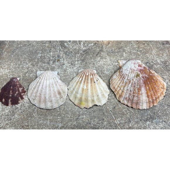 2.6 Lbs Pounds White / Multicolor Calico Scallop Seashells Beach  1" to 1  1/2" - Picture 3 of 8